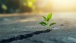 © Sonu - small green plant grows through the crack