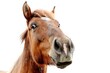 © Fotograf - A close-up view of a horse's face on a white background