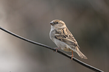 house sparrow on branch, passer domesticus