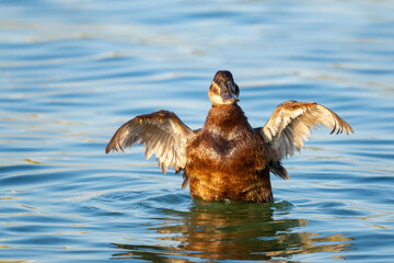 Wall Mural - White-headed Duck, Oxyura leucocephala, A bird on the lake flaps its wings