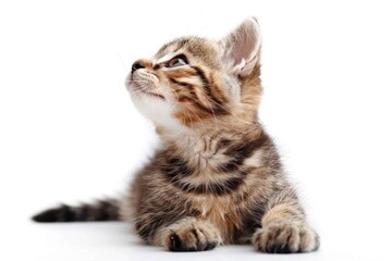 Poster - A small kitten looking up from a white surface