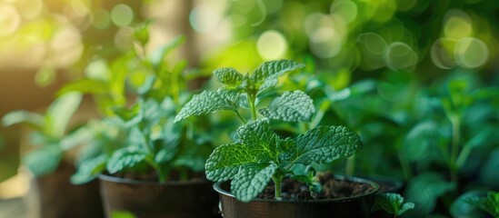 Sticker - The Mint Grown In Pots With Background Blur