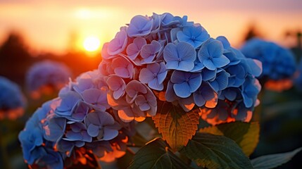 blue hydrangea blossoms, sunset orange backdrop.