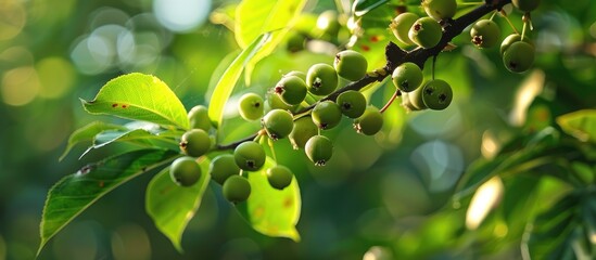 Wall Mural - Tree Branch Wath Green Berries Macro