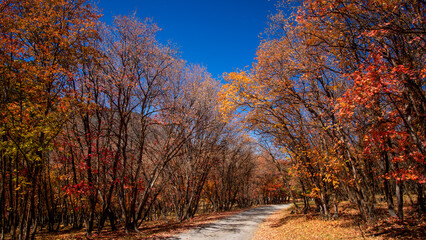 Sticker - Bright colorful autumn trees by the winding road in Utah mountains.