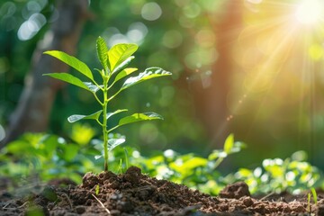 Poster - A small plant emerging from the soil