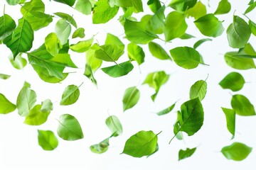 Poster - A bunch of green leaves are floating in the air