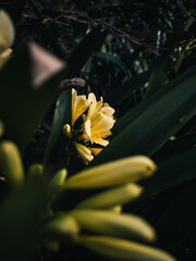 Yellow clivia flower