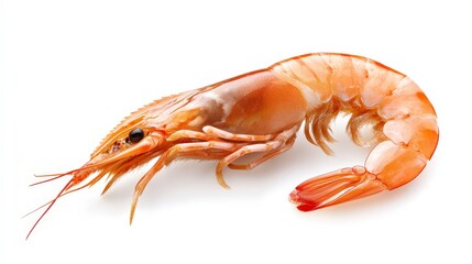 Wall Mural - A single, cooked, whole shrimp with orange and white shell and legs, on a white background.