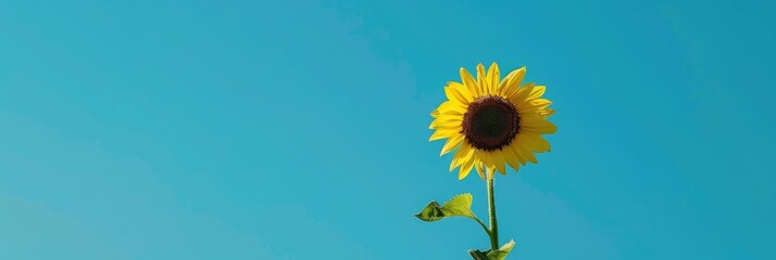 Canvas Print - Sunflower against a bright blue sky