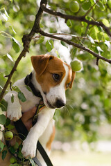 Sticker - Happy smiling Jack Russell Terrier puppy dog near apple tree in park on a sunny day. Pets care and happiness