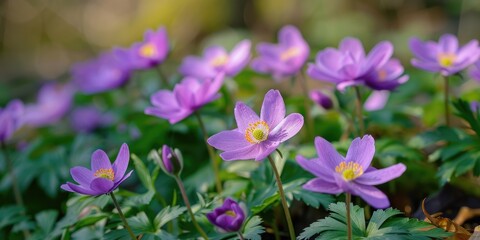 Wall Mural - Early Spring-Blooming Plant from the Buttercup Family