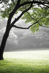 Canvas Print - As shadows twine around the old trees, a wisp of serenity brushes the edges of a tranquil evening.