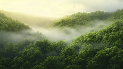 Poster - Ethereal mist dances among ancient trees, revealing the enchanting whispers of nature's hidden wonders.