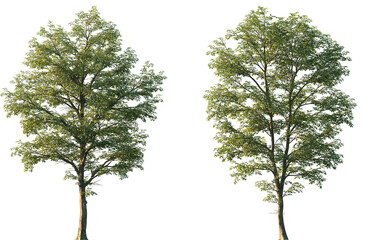Wall Mural - set of ostrya virginiana (the american hophornbeam, eastern hophornbeam, hardhack, ironwood, leverwo