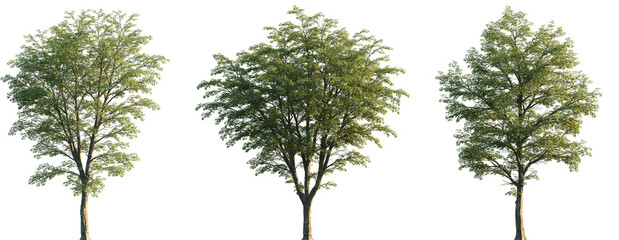 Wall Mural - set of 3 ostrya virginiana (the american hophornbeam, eastern hophornbeam, hardhack, ironwood, lever