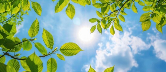 Wall Mural - Tree Leaves On Sky Background