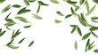 © kinara art design - Green sage leaves arranged around a white background.