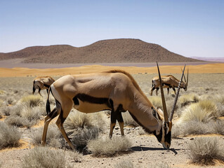 Canvas Print - A group of antelopes are grazing in a desert. The animals are spread out across the field, with one of them eating grass. The scene is peaceful and serene, with the animals enjoying the open space