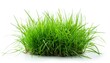 © markusmiller - Isolated fresh spring green grass style against a white backdrop, highlighting natural texture