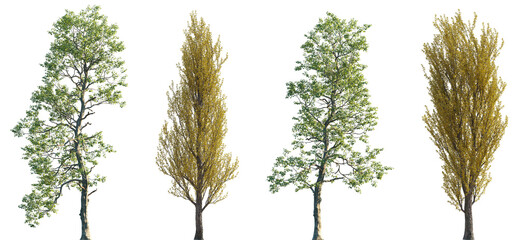 Wall Mural - set of populus cathayana and populus nigra (the black poplar) frontal set street trees isolated png 