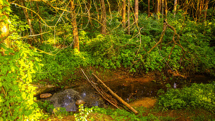 grass in the forest