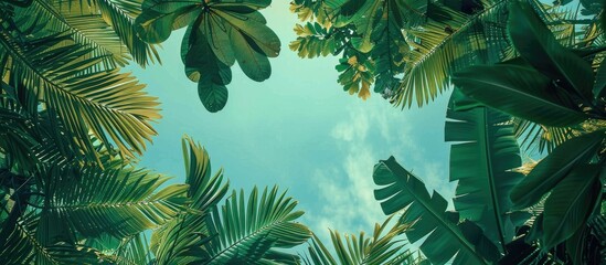 Wall Mural - The Under View Of The Green Jungle Tree Leaves And The Sky