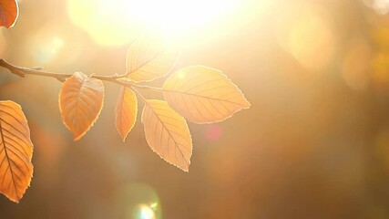 Wall Mural - branch with sunlight and bokeh, peaceful Autumn and fall season foliage wallpaper background	
