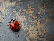 © 2haq - Ladybug isolated on metal background
