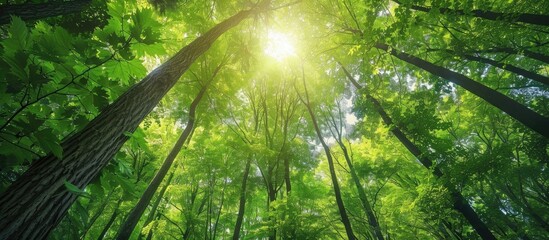 Wall Mural - Tall Trees Grown Inside Forest With Dense Foliage Covering The Sky On A Sunny Day