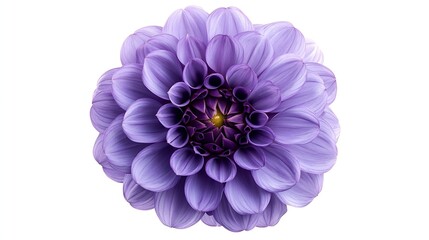 Poster - Purple  dahlia Flower on a white isolated background with clipping path  For design  Closeup  Nature : Generative AI