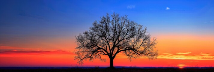 Canvas Print - Vivid sunset framing the silhouette of a barren tree