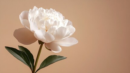 Poster - White peony flower isolated on beige background : Generative AI