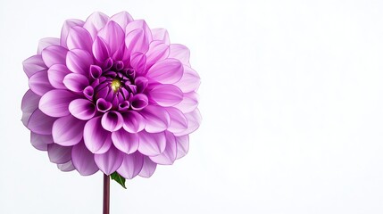 Poster - Purple  dahlia Flower on a white isolated background with clipping path  For design  Closeup  Nature : Generative AI
