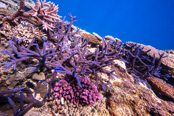 Wall Mural - Pristine hard coral reef in Fiji - Scuba diving the beautiful coral reefs of the Pacific Ocean