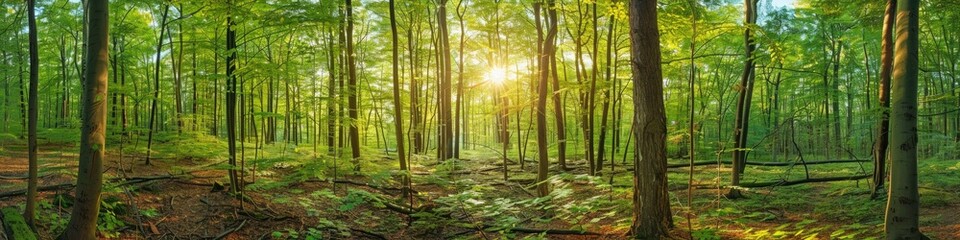 Sticker - Stunning Panoramic Scene of a Picturesque Deciduous Forest Covered in Vibrant Greenery with Sunlight Streaming Through the Foliage