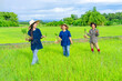 © Verin - group of female asia farmers holding young rice sprouts talking joyfully together in the field while working on a sunny day,concept of Thailand seasonal rice planting