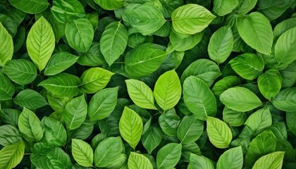 Wall Mural -  Vibrant green leaves a symbol of natures vitality