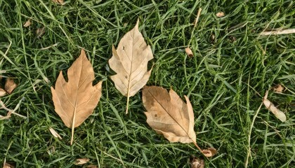 Wall Mural -  Autumn leaves on a grassy lawn