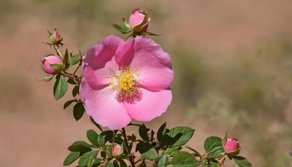  Pink rose bloom in nature