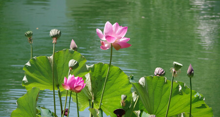 Wall Mural - Lotus Flowers on a Pond