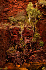 Joffery Falls, Karijini