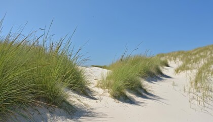 Wall Mural -  Serene beach landscape with grassy dunes and clear blue sky