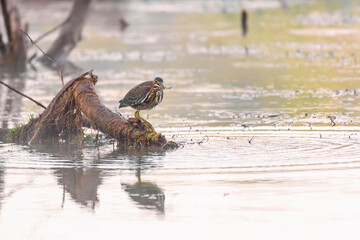 Canvas Print - Green Heron sitting on a tree branch with prey on the Potomac River