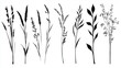 © Broccolini - grass silhouette vector, set of silhouette of grasses, vector illustration, black and white