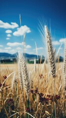 Canvas Print - Campagne et prairie  