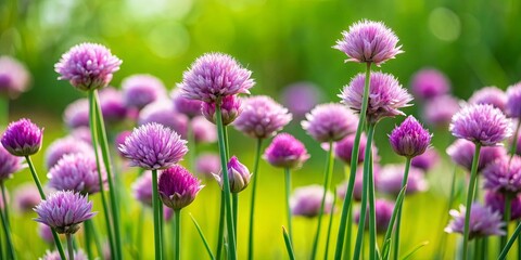 Wall Mural - Chives plant in a garden, with purple flowers and green stems, chives, plant, garden, flower, food, Allium schoenoprasum