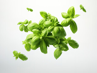 Wall Mural - Basil isolated on white background