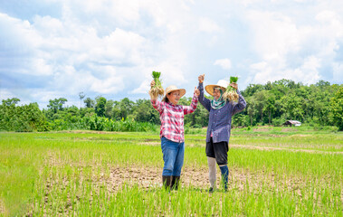 two asian farmers one hands holding young rice sprouts,other hands doing thumb up while working in p