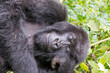 © Emily_M_Wilson - Africa, Rwanda, Musanze District, Volcanoes National Park, Ruhengeri, Kinigi. Gorilla, beringei beringei, Mountain gorilla. 2016-08-04